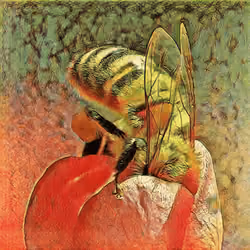 Bee and flower.