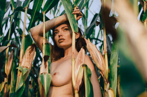 A summer day in the corn field