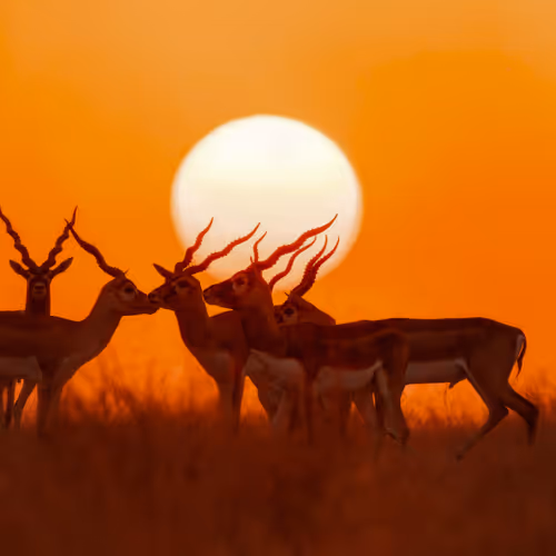 WILDLIFE