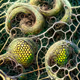 Mutagenesis V2