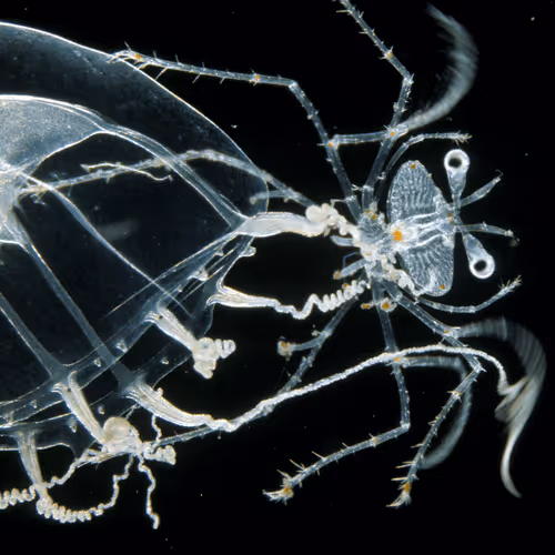 Item #102699822901204360410046028452634024376499388695691440307197063851345401399100 Media