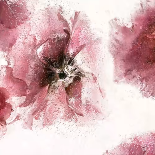 Frozen Flowers Joon Choi Orangehare