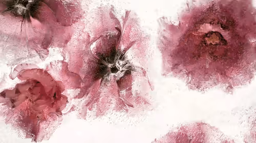 Frozen Flowers Joon Choi Orangehare