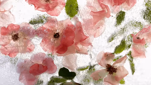 Frozen Flowers Joon Choi Orangehare
