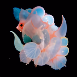 Floramaris Pulchra
