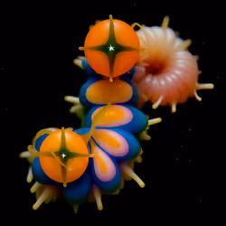 Harlequinus Spira