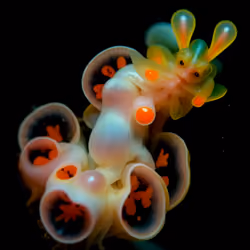 Globulus Lucentis