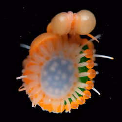 Crustaceus Aureus