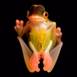 Foliatus Amphibia