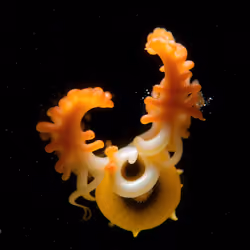 Radiatus Anemonis