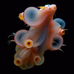 Umbra Corallina