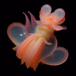 Aurora Pelagia