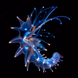 Lumen Transparentis