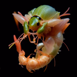 Aculeatus Corneus