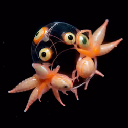 Plenarius Orbis