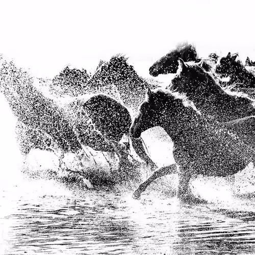 horses - ALQ79Esv5k