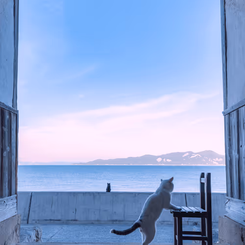 Miraculous Cats
