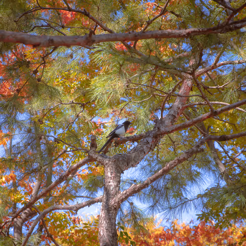 Magpie