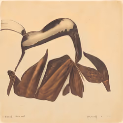 Red-Winged Hawala