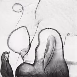 Swan And The Monkey