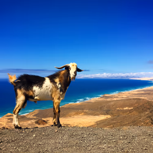 This view is pretty goat!