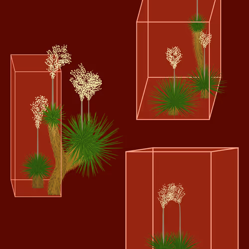 Marfa Yucca By Daniel Calderon Arenas