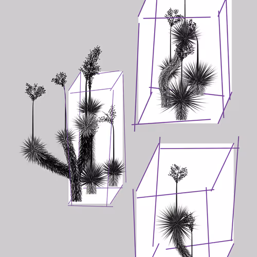 Marfa Yucca By Daniel Calderon Arenas