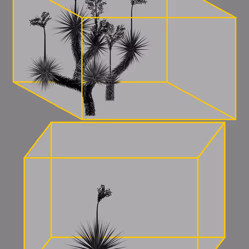Marfa Yucca #139