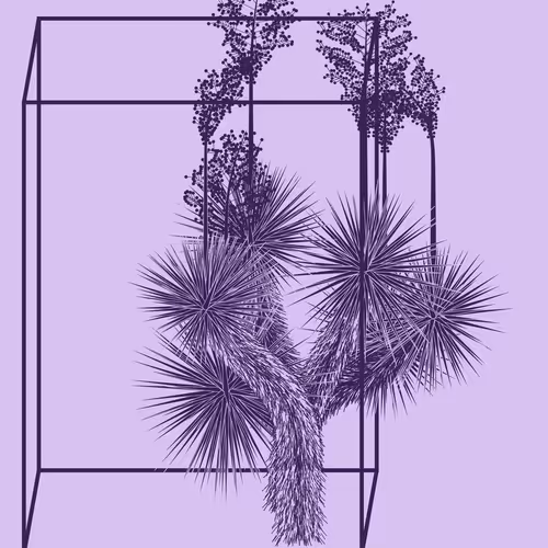 Marfa Yucca By Daniel Calderon Arenas