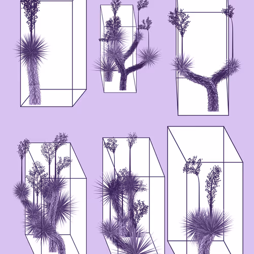 Marfa Yucca By Daniel Calderon Arenas