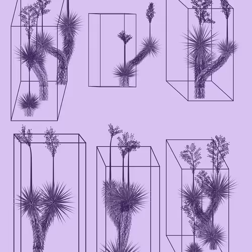 Marfa Yucca By Daniel Calderon Arenas
