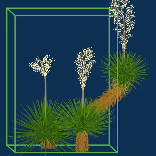 Marfa Yucca By Daniel Calderon Arenas