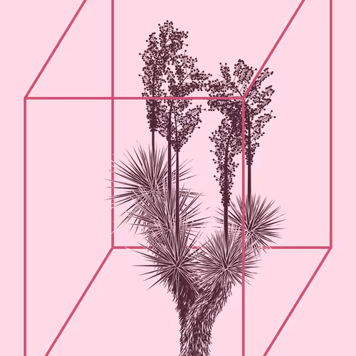 Marfa Yucca #18