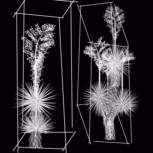 Marfa Yucca #247