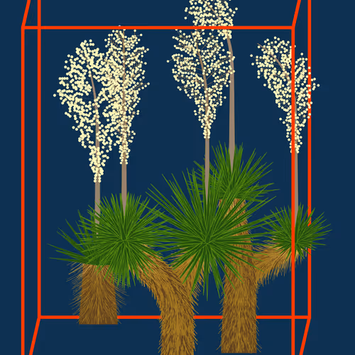 Marfa Yucca #219