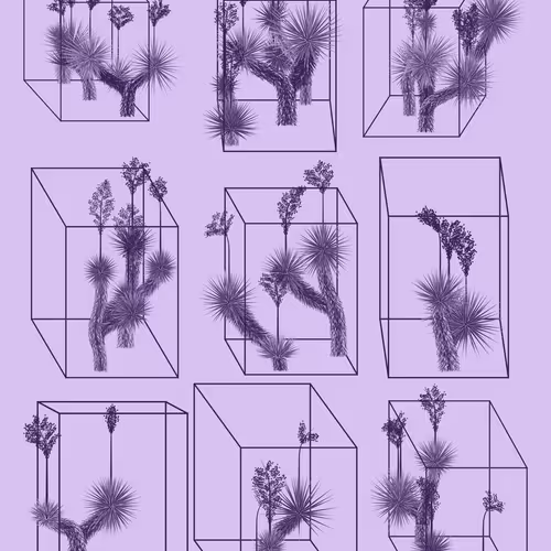 Marfa Yucca #323