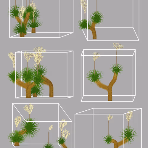 Marfa Yucca By Daniel Calderon Arenas