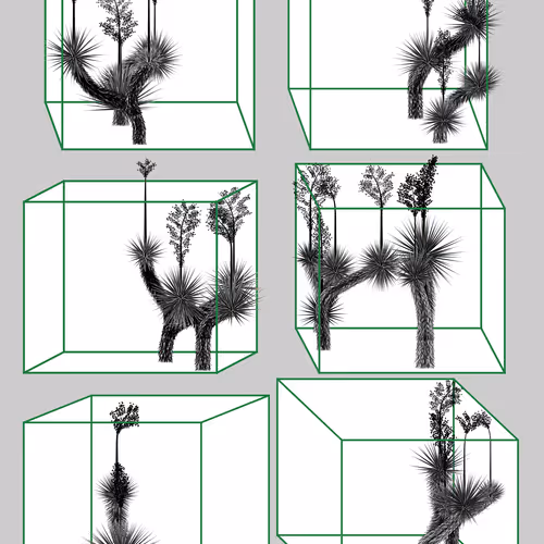 Marfa Yucca #89