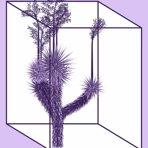 Marfa Yucca By Daniel Calderon Arenas