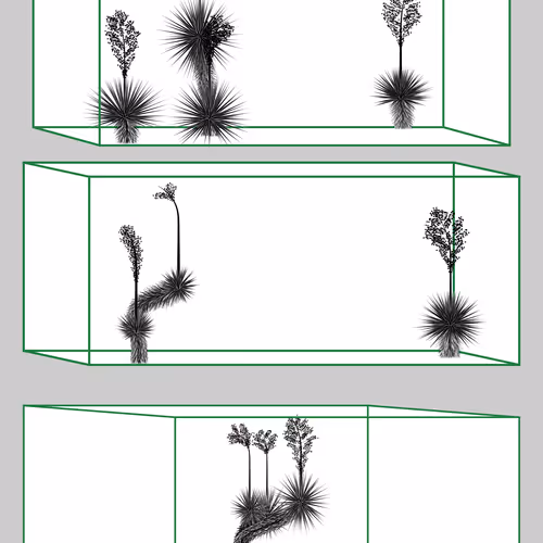 Marfa Yucca By Daniel Calderon Arenas