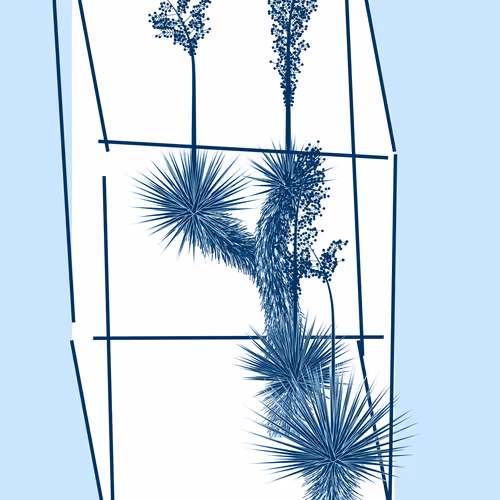 Marfa Yucca By Daniel Calderon Arenas