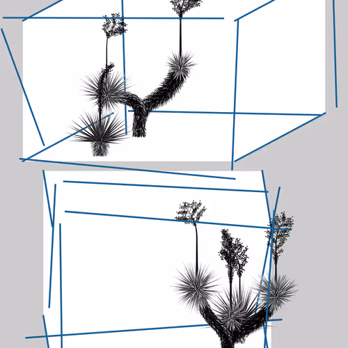 Marfa Yucca By Daniel Calderon Arenas