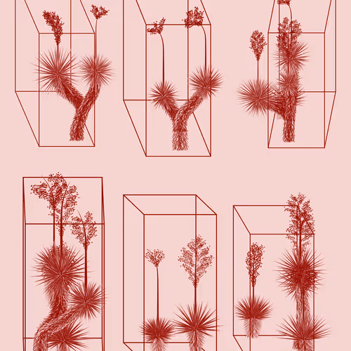 Marfa Yucca By Daniel Calderon Arenas