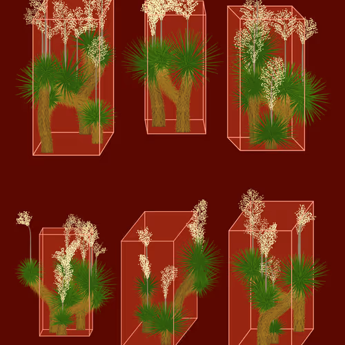Marfa Yucca By Daniel Calderon Arenas