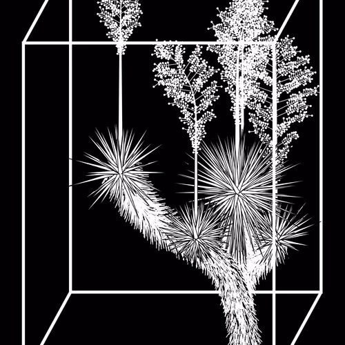 Marfa Yucca By Daniel Calderon Arenas