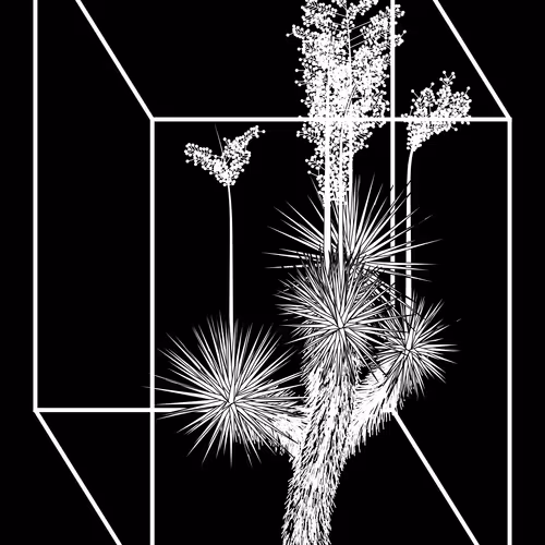 Marfa Yucca By Daniel Calderon Arenas