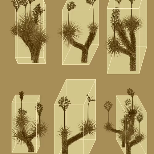 Marfa Yucca By Daniel Calderon Arenas