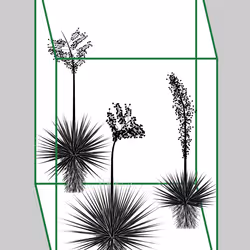 Marfa Yucca #185