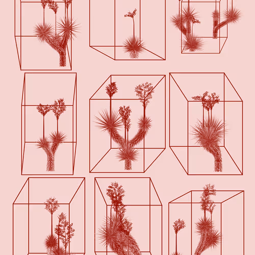 Marfa Yucca #257