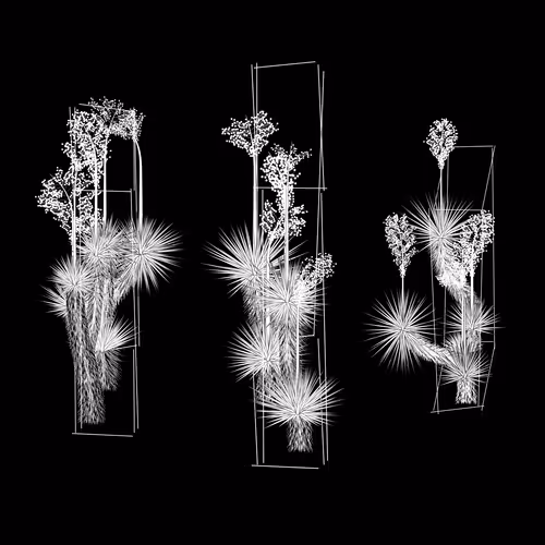 Marfa Yucca By Daniel Calderon Arenas